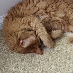 Meet your Posher, Winter